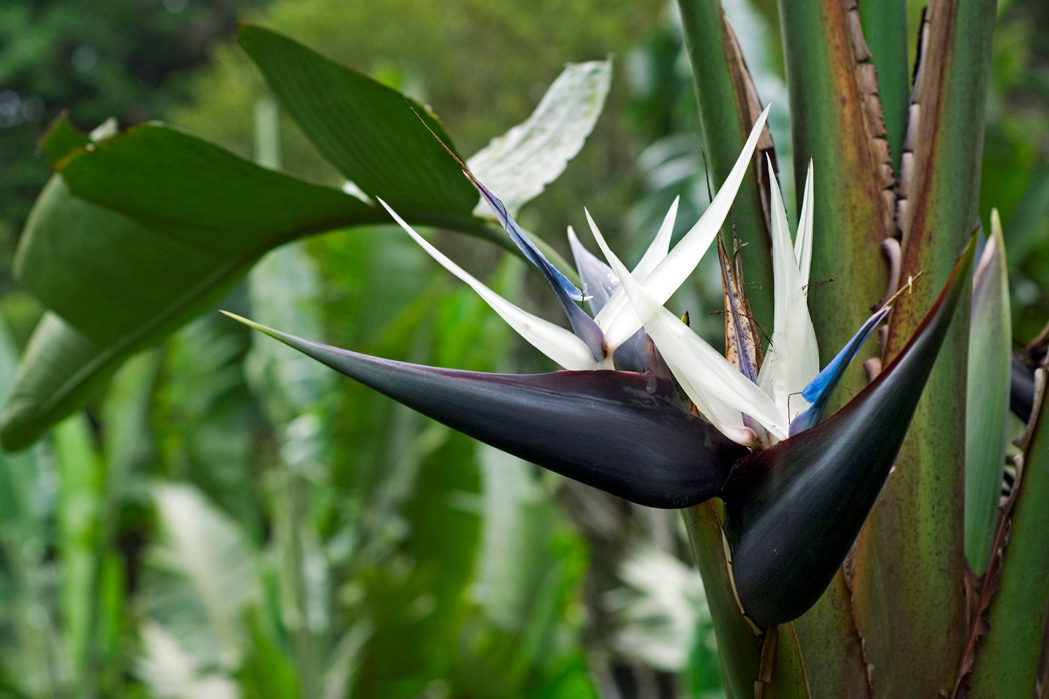 White Bird of Paradise