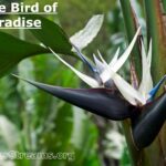 White Bird of Paradise