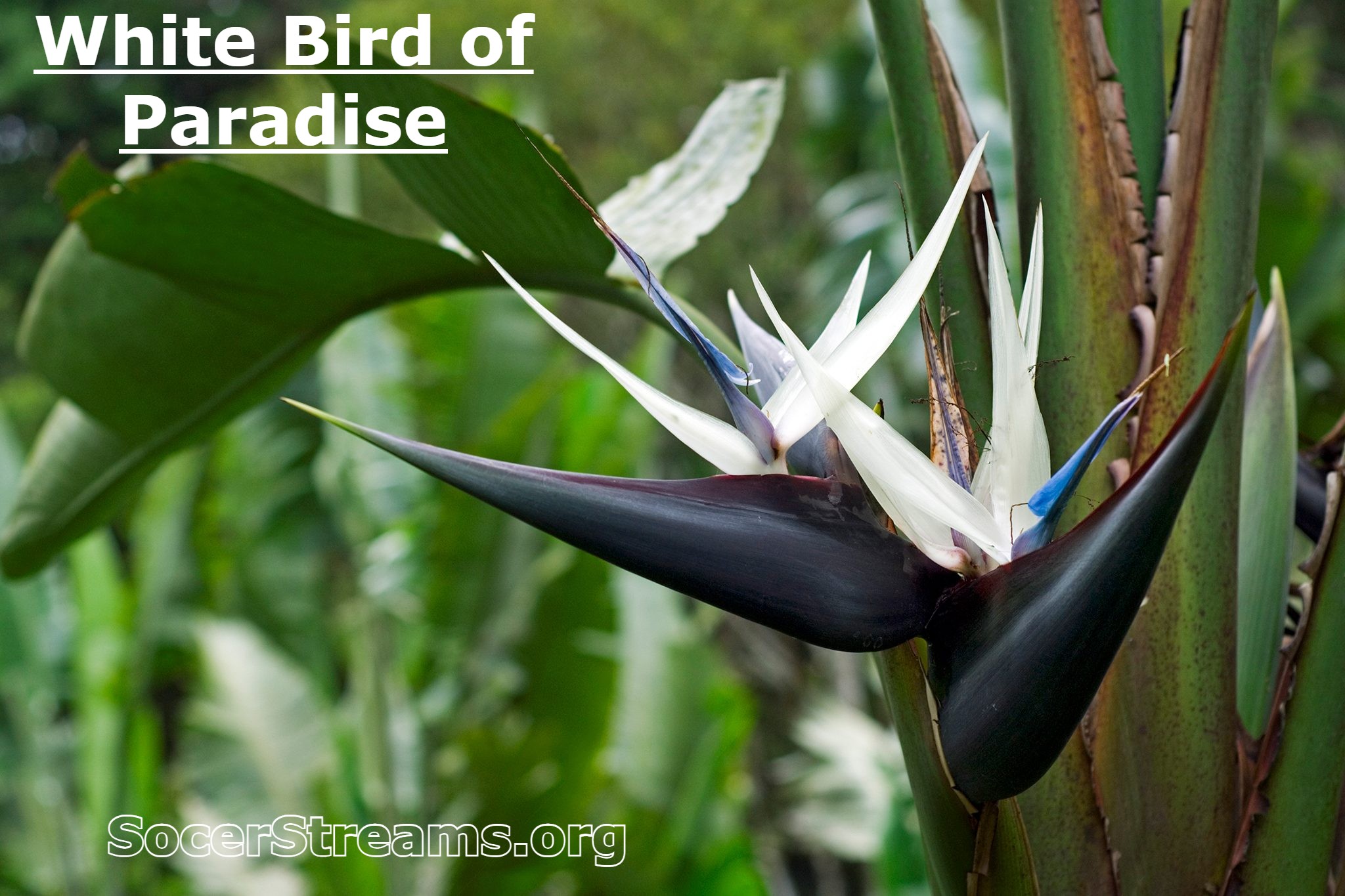 White Bird of Paradise