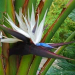 White Bird of Paradise