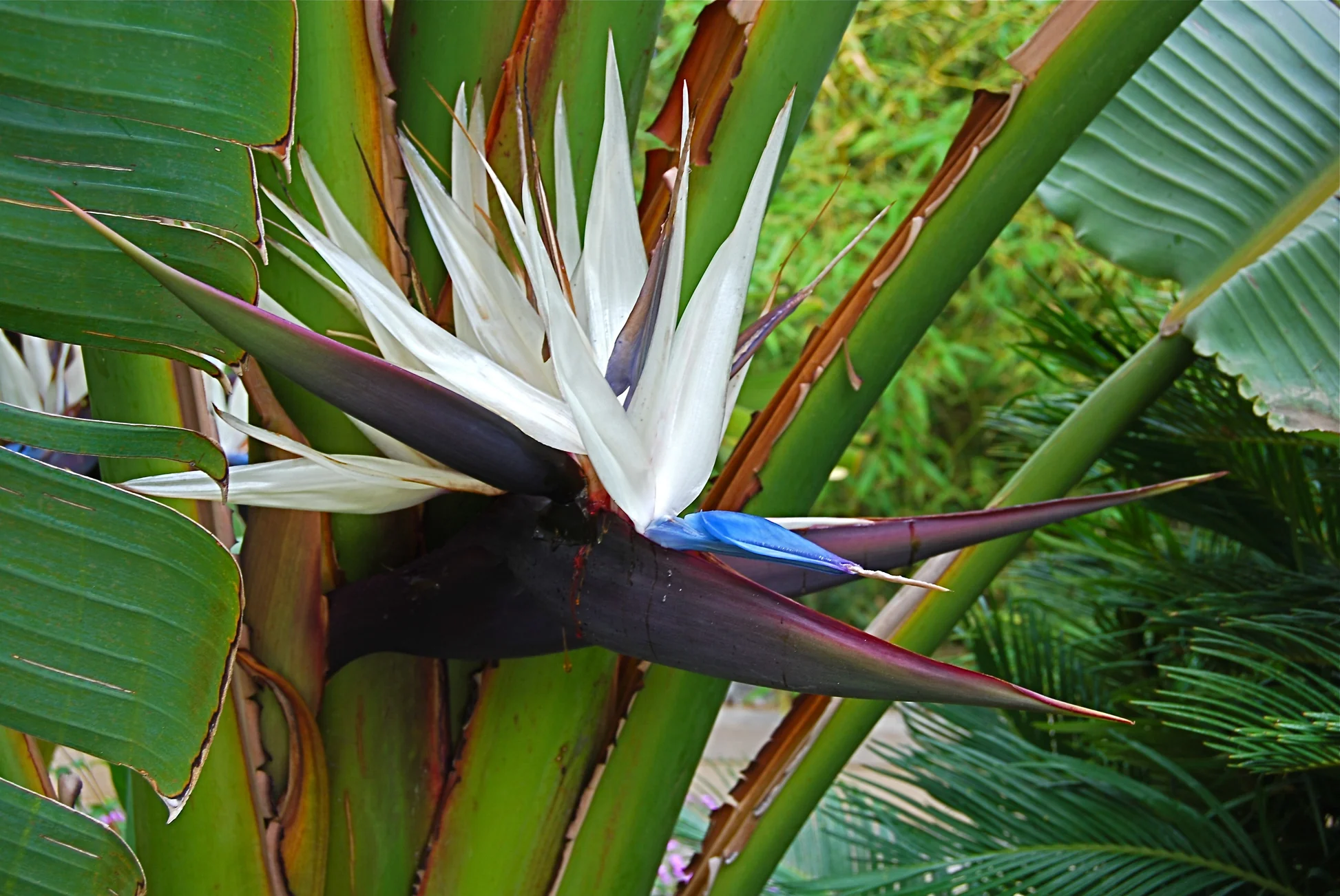 White Bird of Paradise