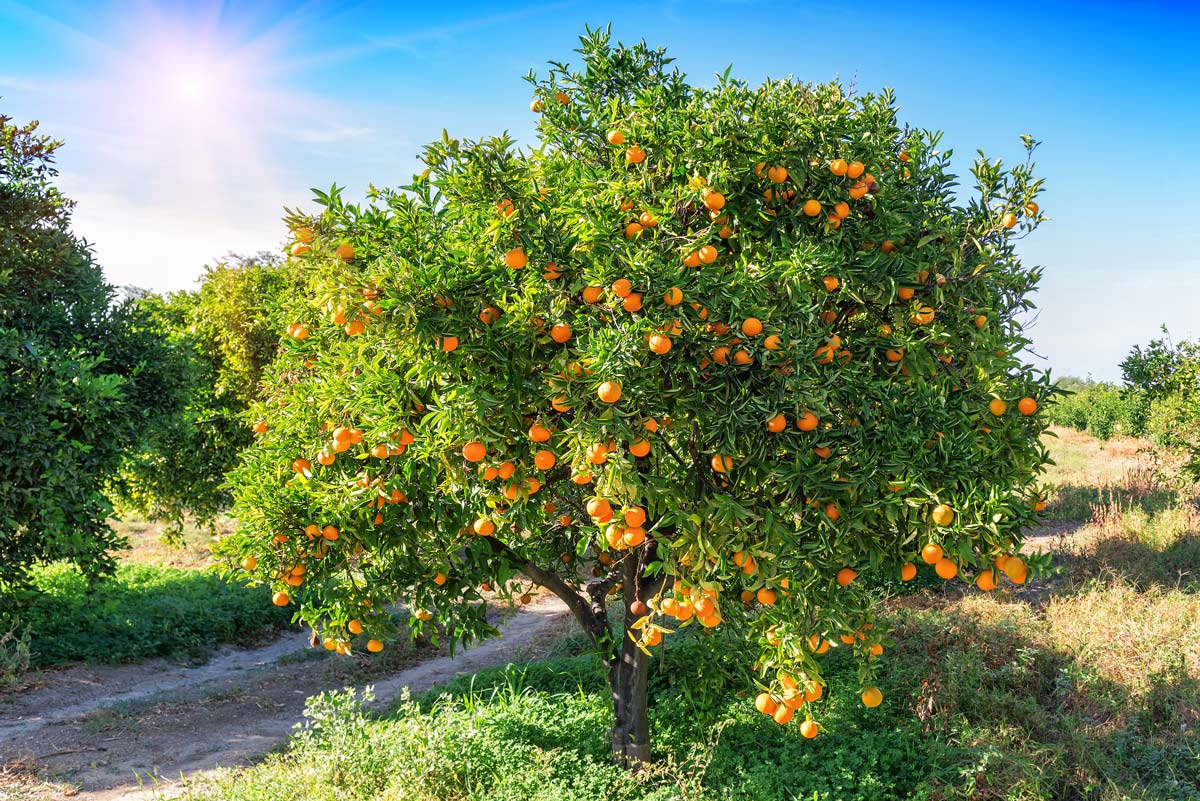 Naranja